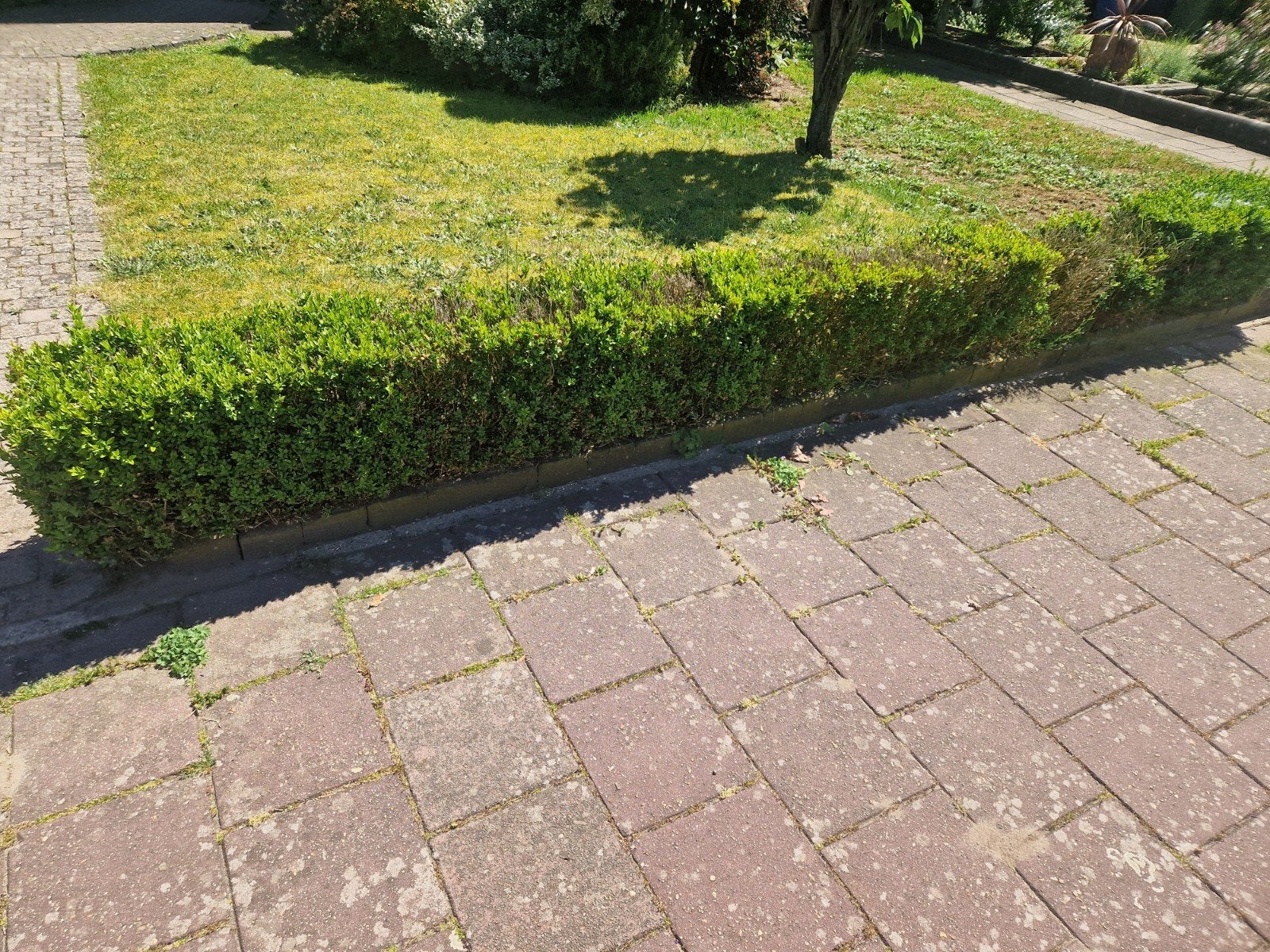Gratis Buxus heg - zelf verwijderen ophalen a.s wo of donder, Ophalen of Verzenden, Bloeit niet, Overige soorten, Volle zon