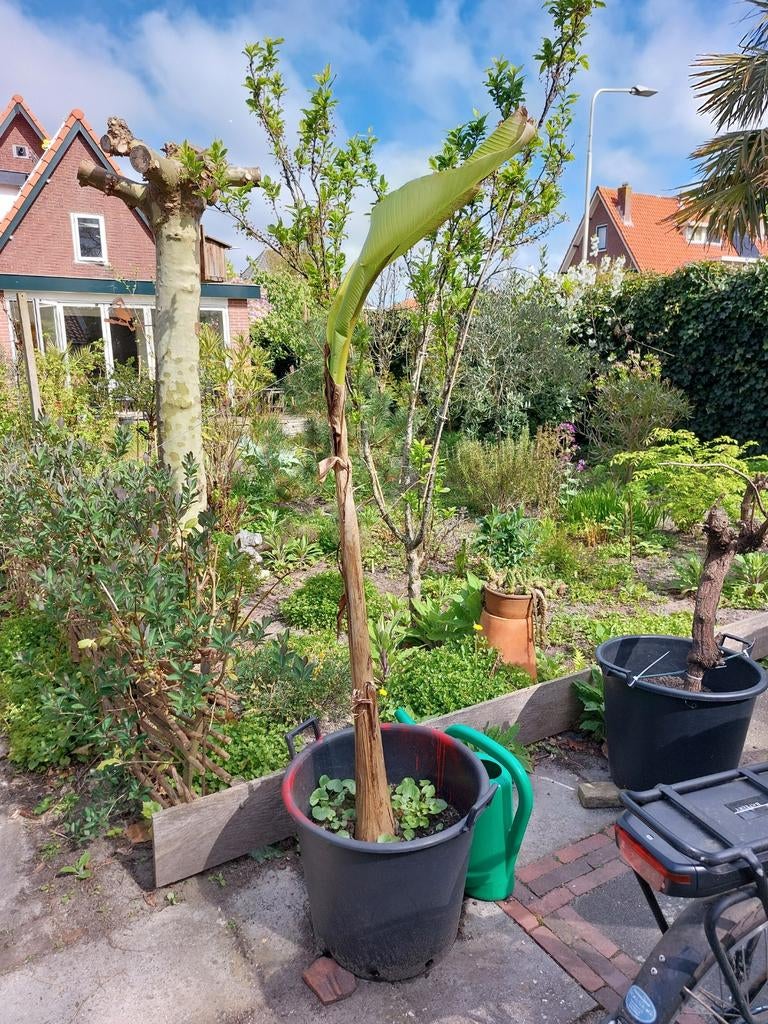 Banaan Musa Basjoo, Tuin en Terras, Ophalen, Volle zon, Overige soorten, 100 tot 250 cm