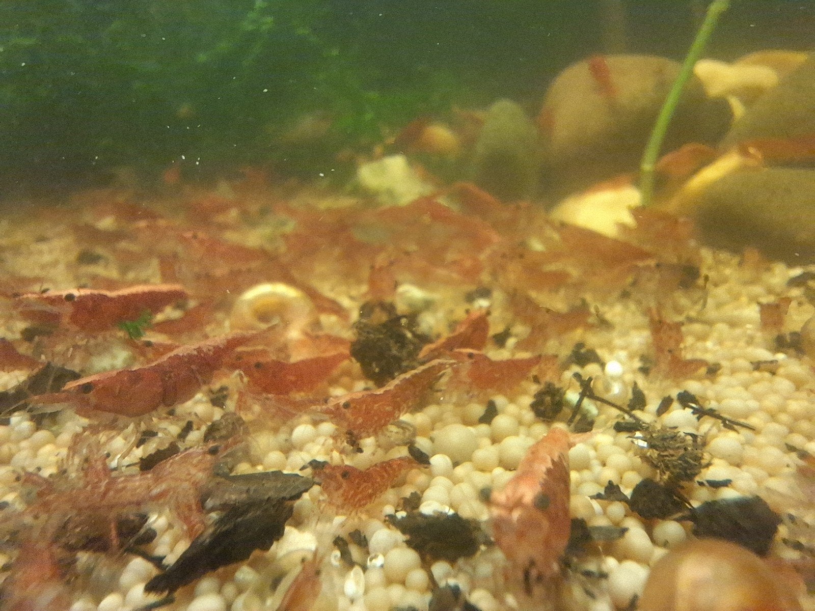 Rode Garnalen (Sakura Red), Dieren en Toebehoren, Vissen | Aquariumvissen, Kreeft, Krab of Garnaal