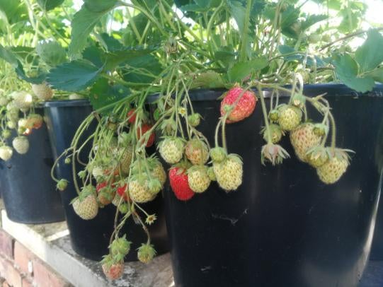 Aardbei planten., Ophalen, Vaste plant, Fruitplanten, Volle zon