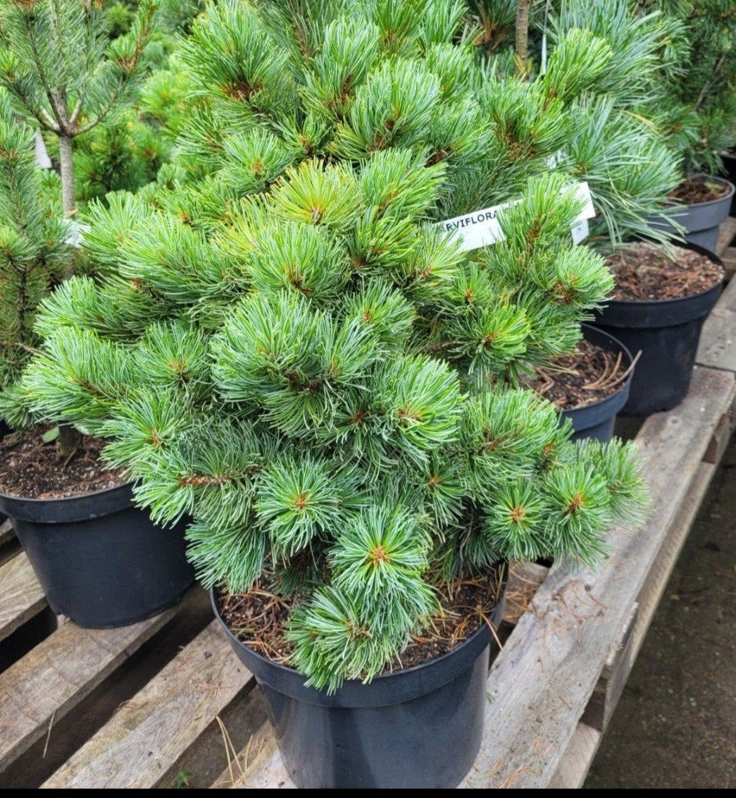 Pinus parviflora 'Arakawa' - Japanse witte den, Tuin en Terras, Volle zon, Vaste plant, Bloeit niet, Ophalen