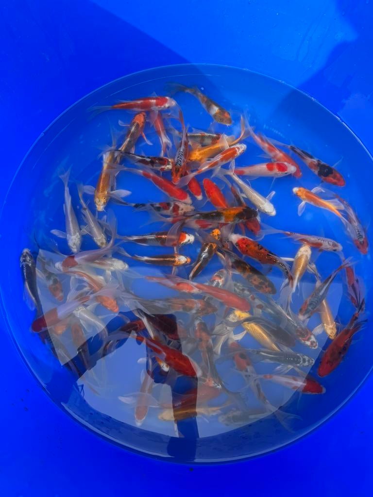 Butterfly koi mix, Karper of Koi