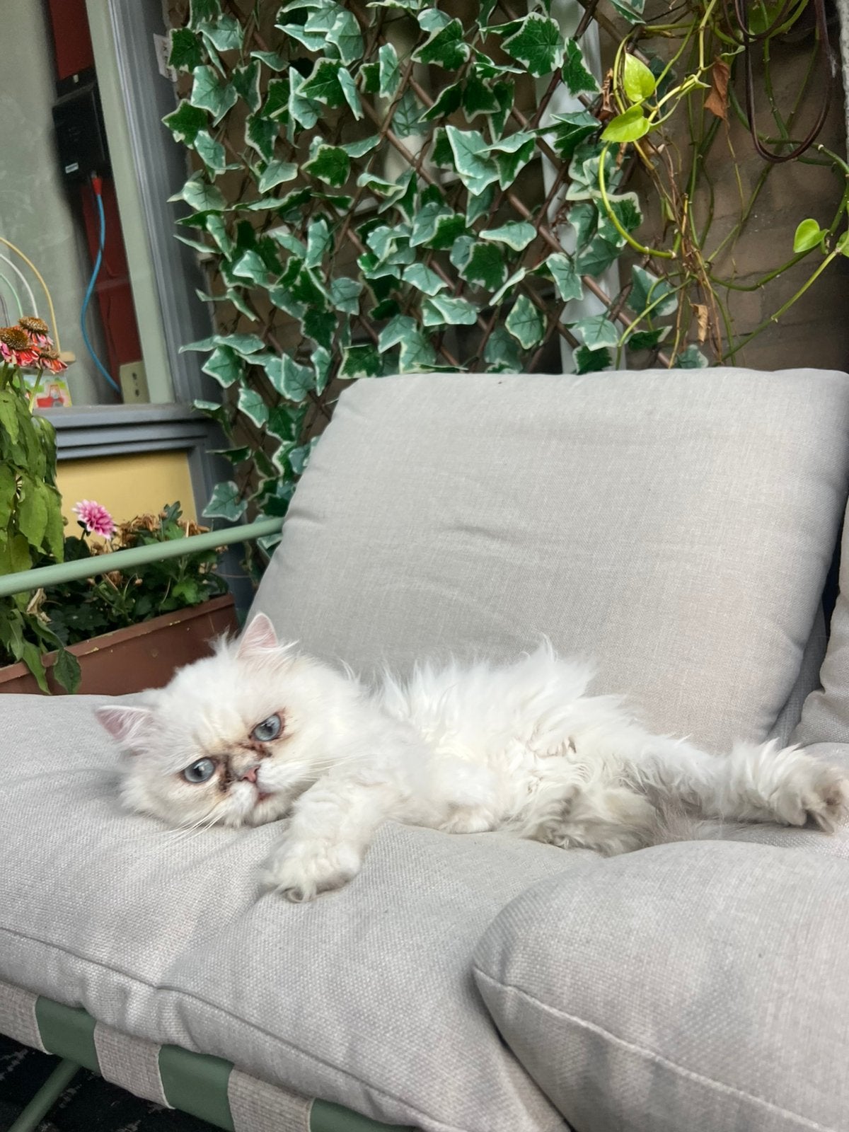 Perzische kat, Dieren en Toebehoren, Katten en Kittens | Overige Katten, Kater