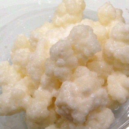 Melkkefir kefir korrels uit de Kaukasus volle melk, Diversen, Levensmiddelen, Ophalen of Verzenden