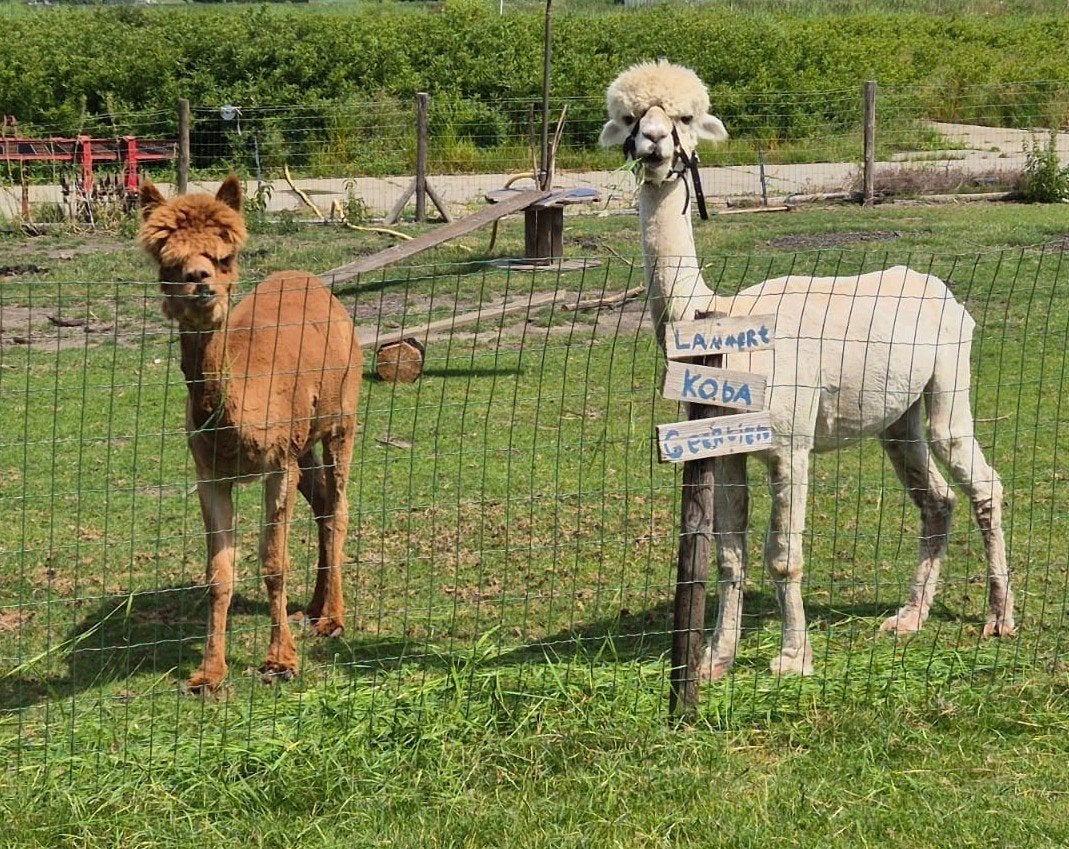 2 lieve alpaca's te koop ruin en hengst, Dieren en Toebehoren, Februari, Mannelijk