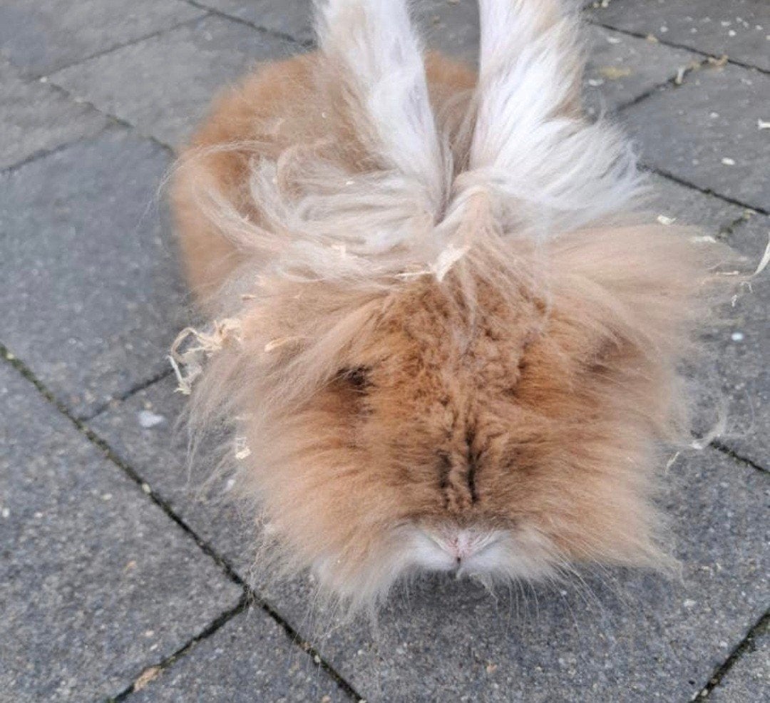 Lief mannetjes konijn, Dieren en Toebehoren, Mannelijk