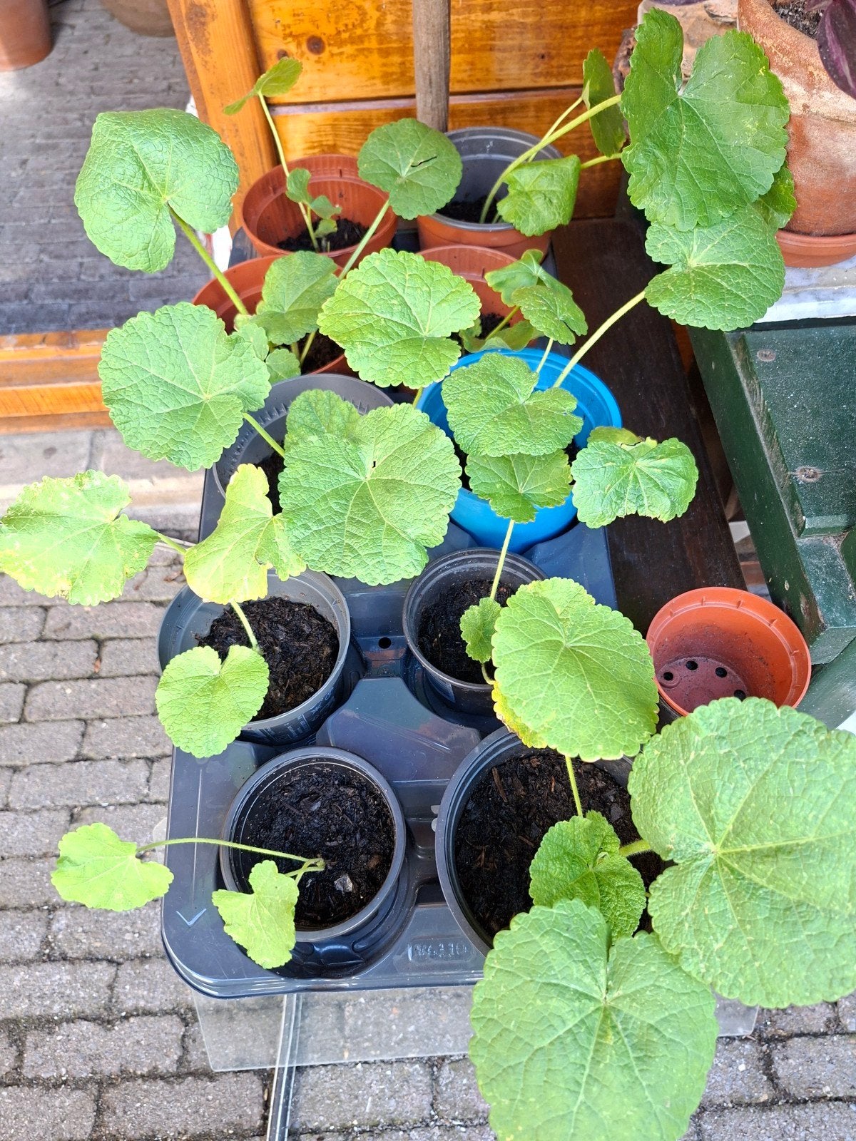 stokrozen, Tuin en Terras, Planten | Tuinplanten, Ophalen, Overige soorten, Volle zon