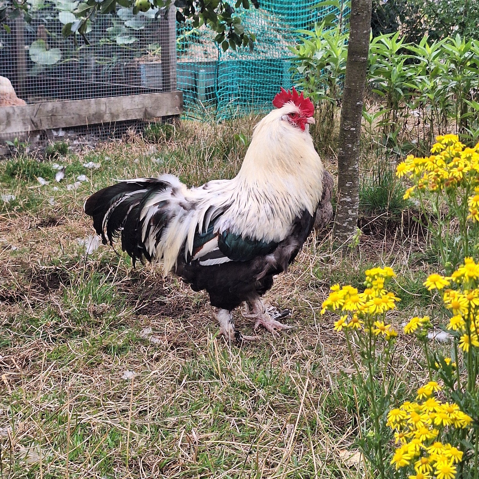 Gratis raszuivere Faverolles haan zoekt een nieuw thuis, Dieren en Toebehoren, Mannelijk, Kip