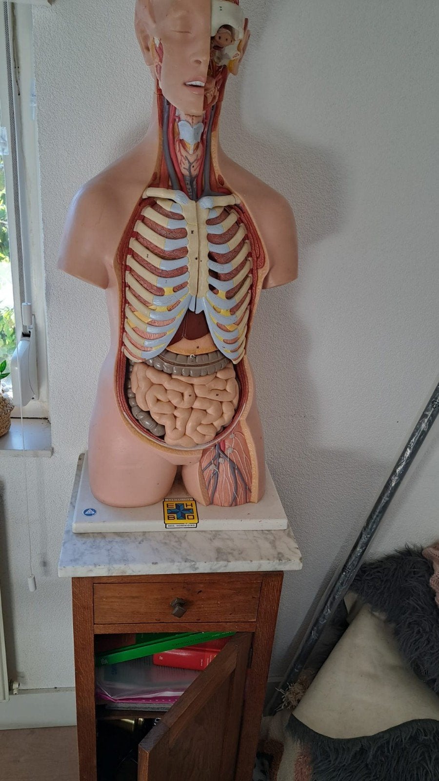anatomisch torso, Antiek en Kunst, Ophalen of Verzenden