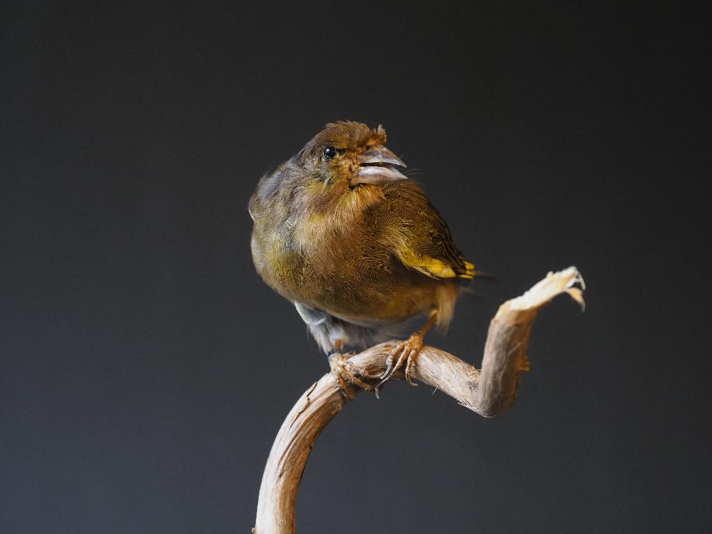 Opgezette Groenling, Ophalen of Verzenden, Nieuw, Vogel, Opgezet dier
