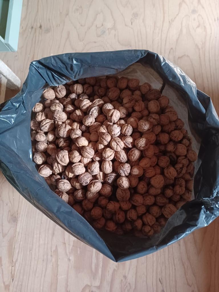 Onbespoten walnoten ca 25 kilo per 5 kilo te koop, Ophalen