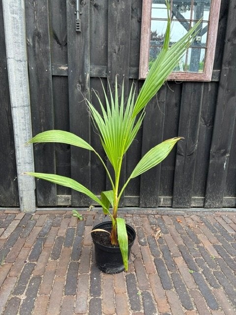 palm bomen, Tuin en Terras, Bloeit niet, 100 tot 250 cm, Palmboom, Ophalen