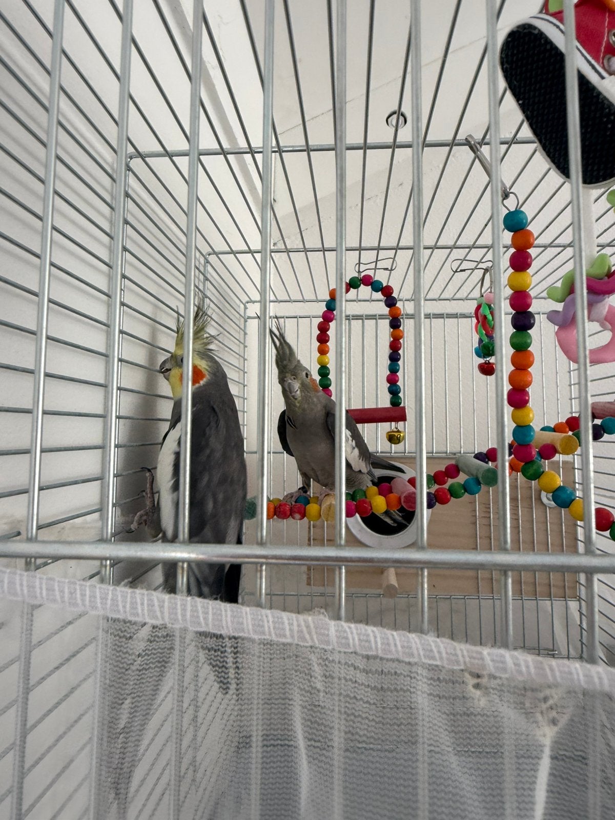Cockatiel, Meerdere dieren, Parkiet, Tam