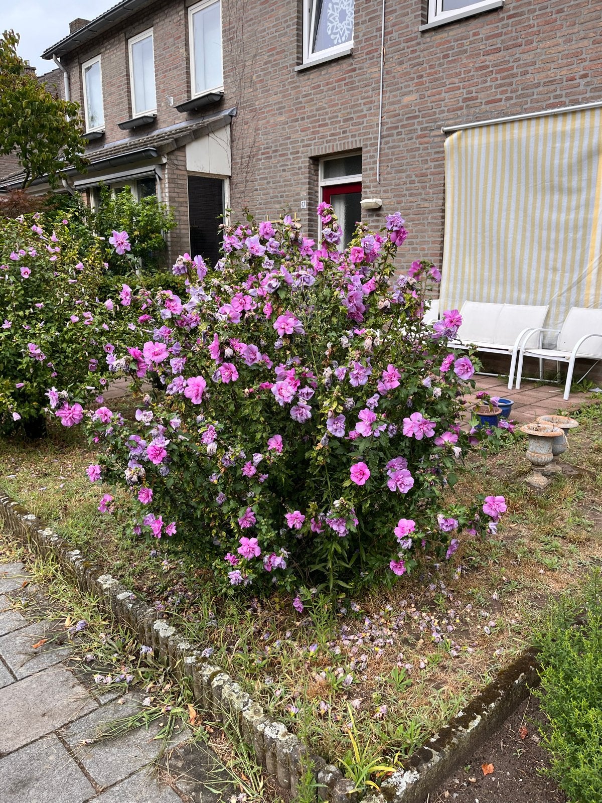 Te koop, grote hibiscus struiken, Ophalen, Overige soorten, 100 tot 250 cm