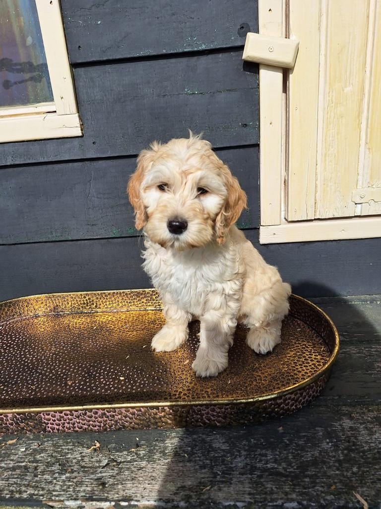Prachtige F4 medium labradoodle puppies, HCC (leverziekte), Overige rassen, 8 tot 15 weken, Meerdere