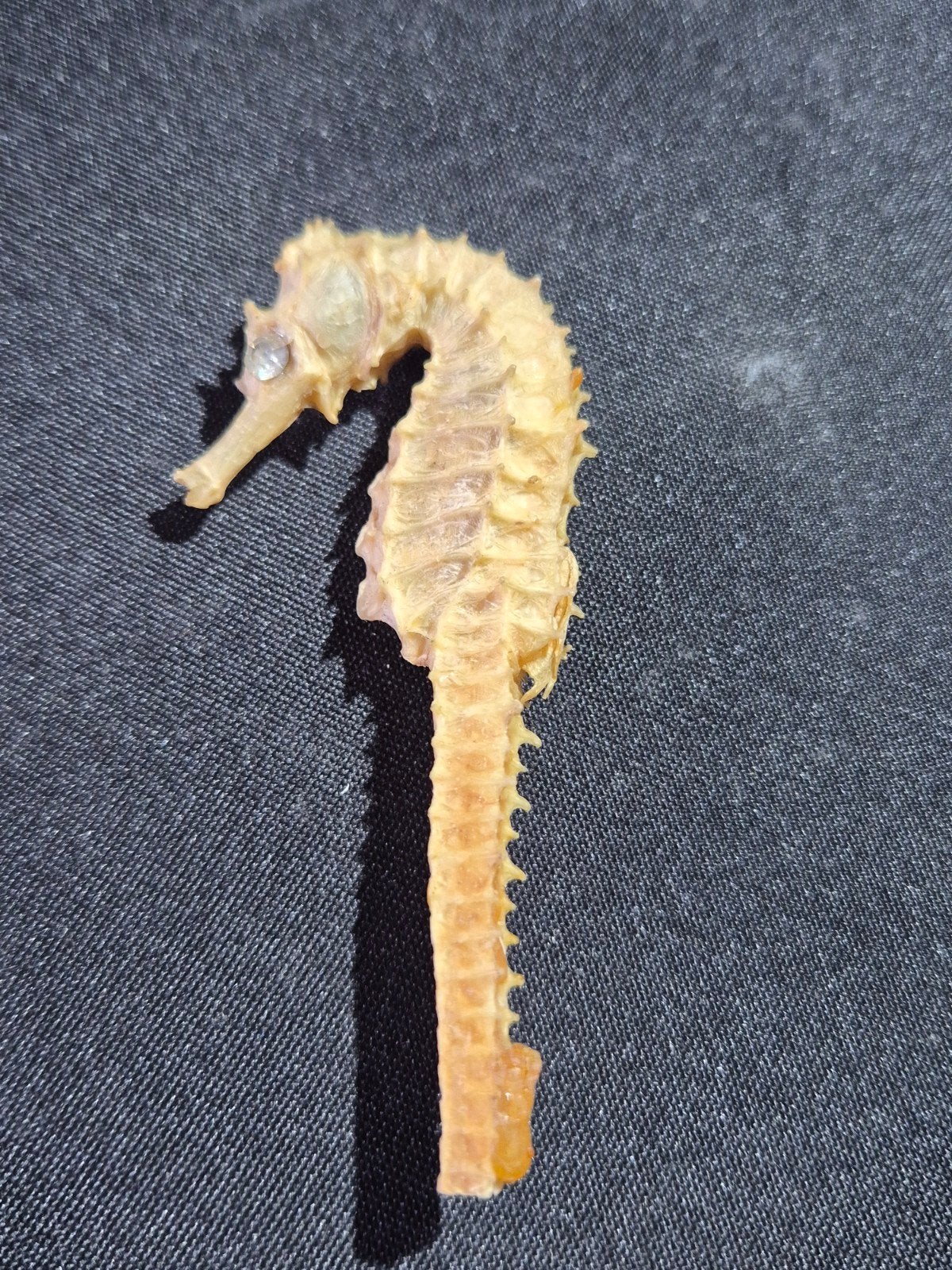 Gedroogd Zeepaardje 8.5 cm- Uniek Decoratiestuk, Ophalen of Verzenden, Gebruikt