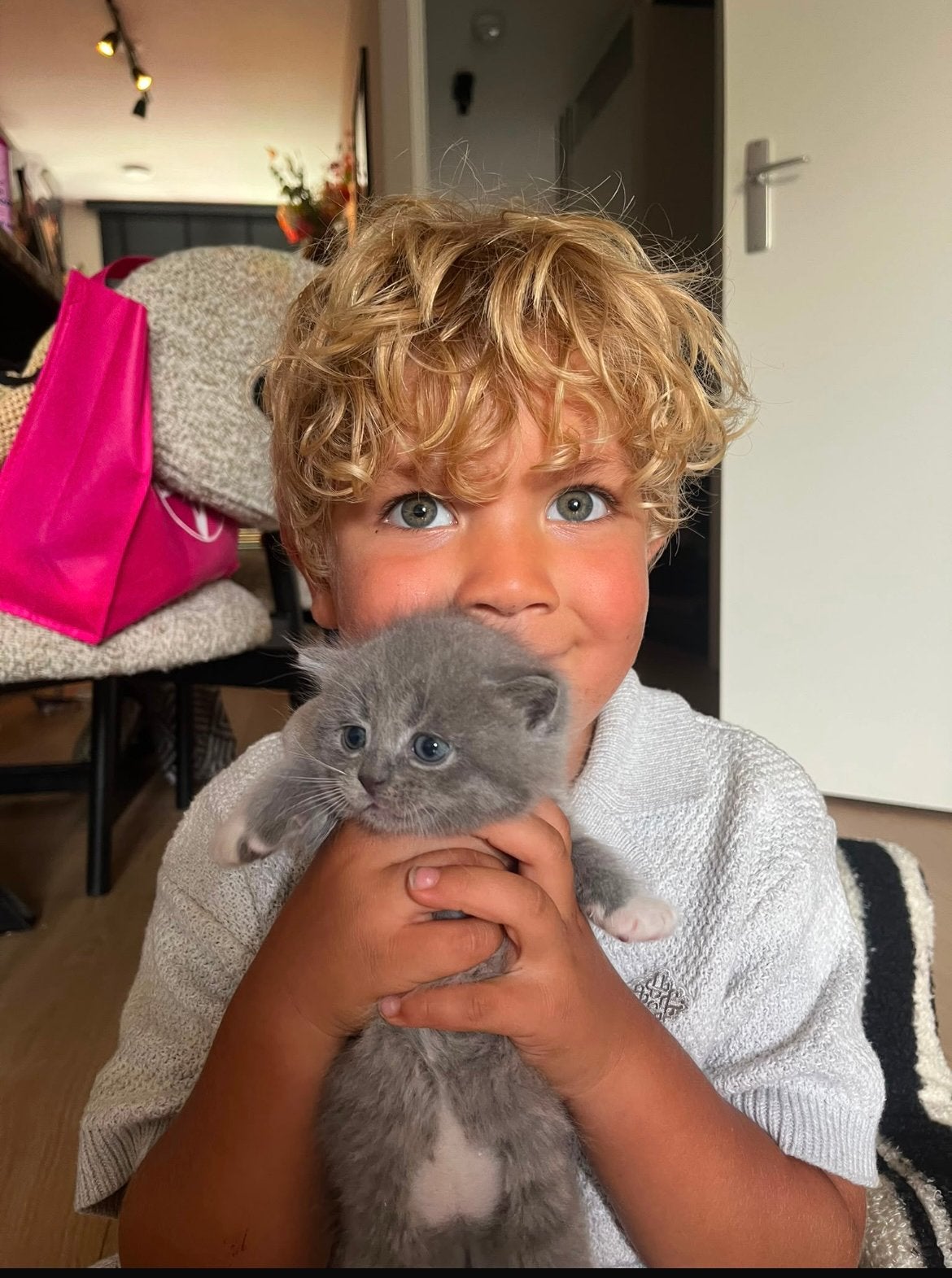 Silver Tabby X britse korthaar kittens,  gold beige grey, Meerdere dieren