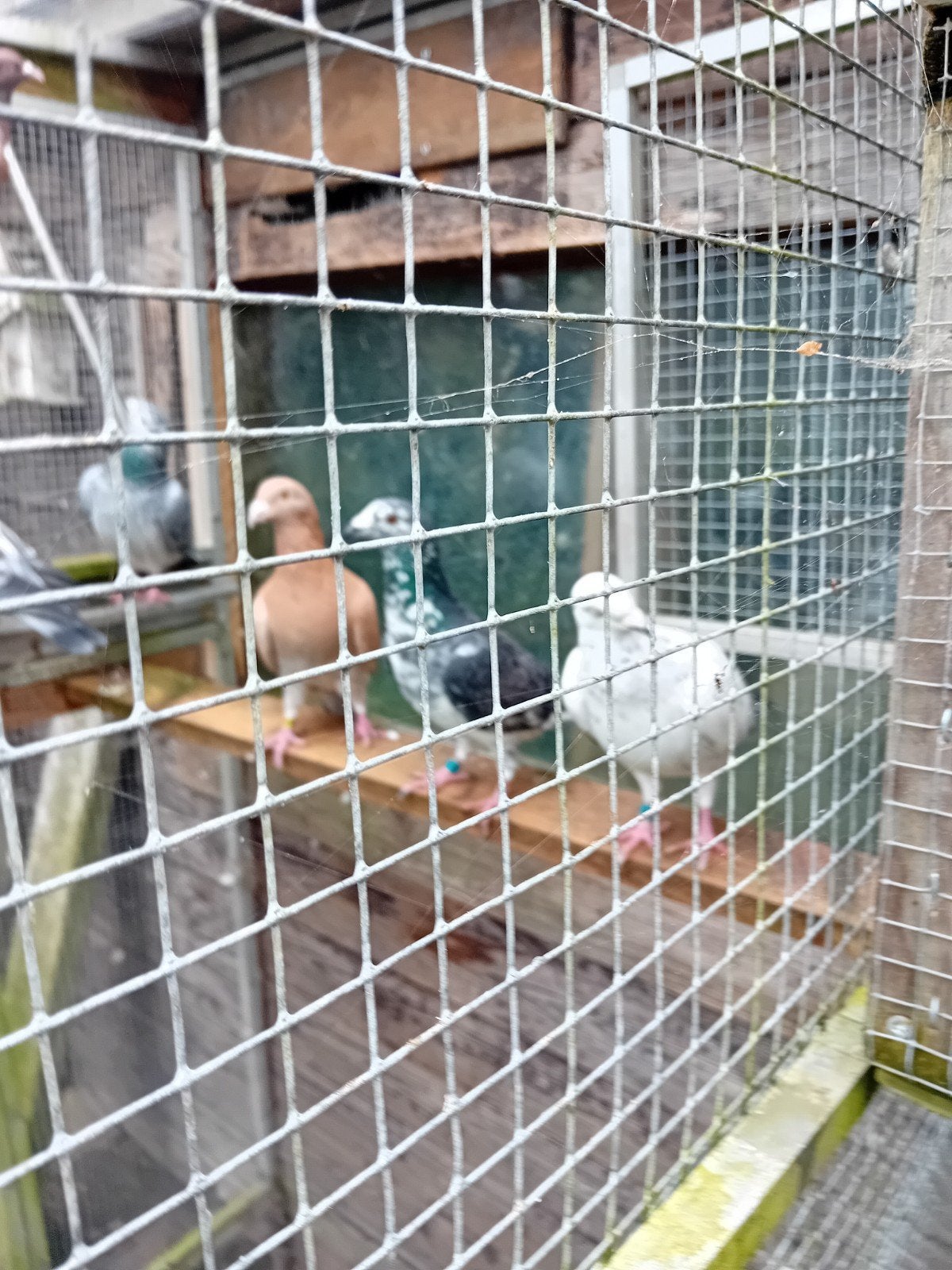kleur postduiven, Dieren en Toebehoren
