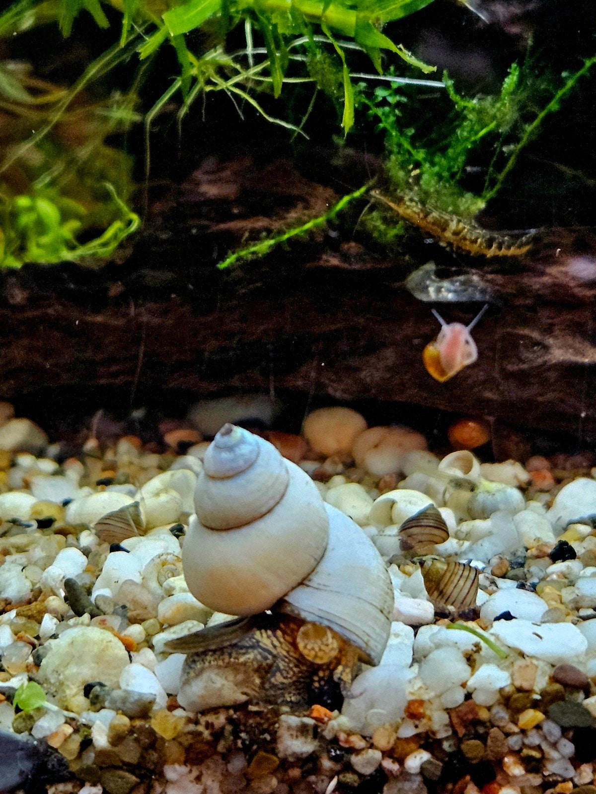 Witte Wonderslak - Tovenaarslak - Slak - Aqarium, Dieren en Toebehoren, Vissen | Aquariumvissen, Slak of Weekdier
