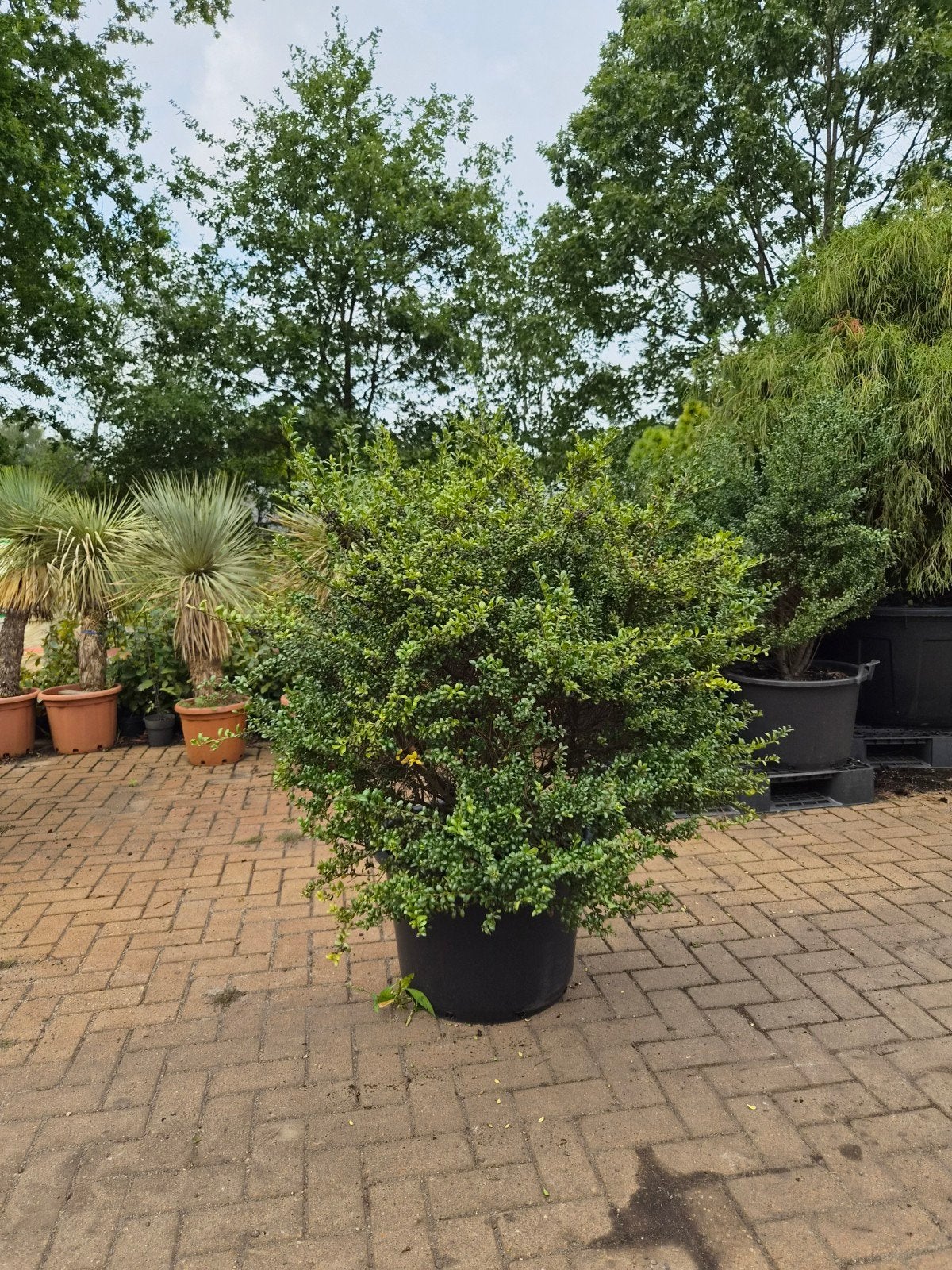 Ilex crenata Convexa XXL, Ophalen, Hulst, Minder dan 100 cm