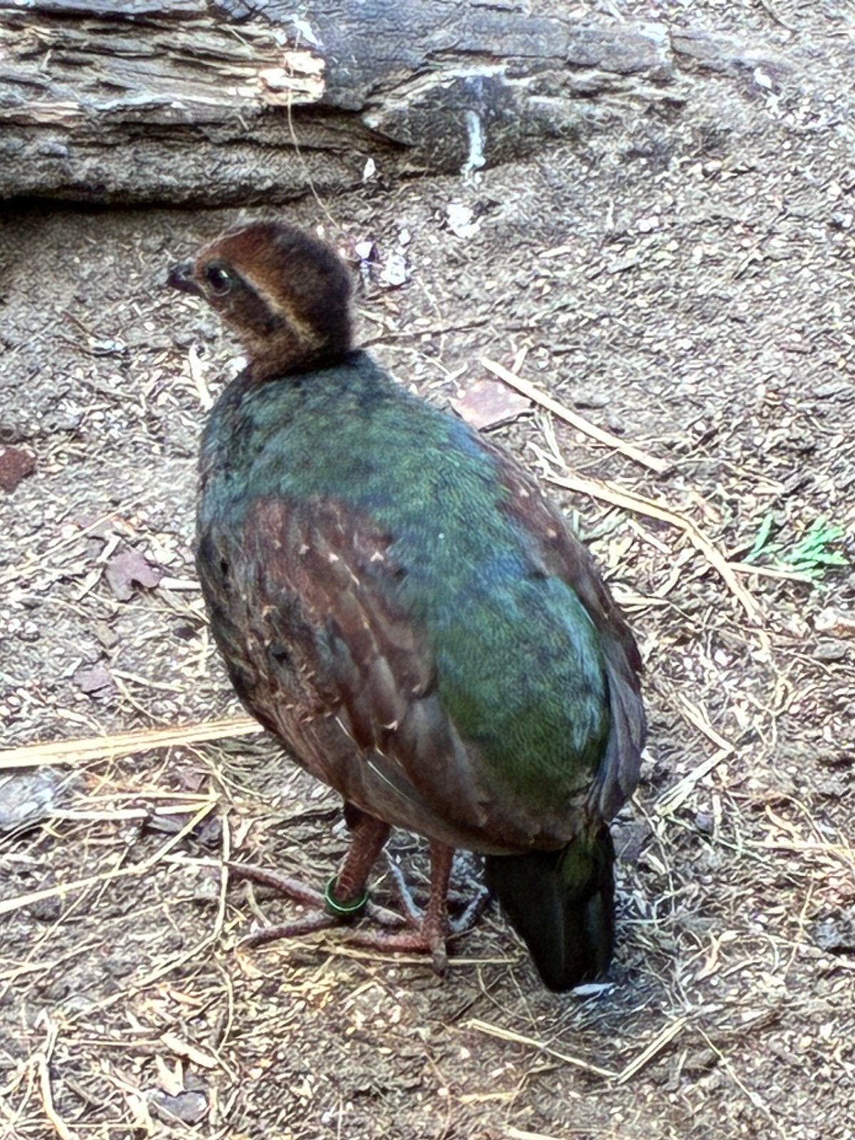 Roul roul, Dieren en Toebehoren, Mannelijk, Tropenvogel, Geringd