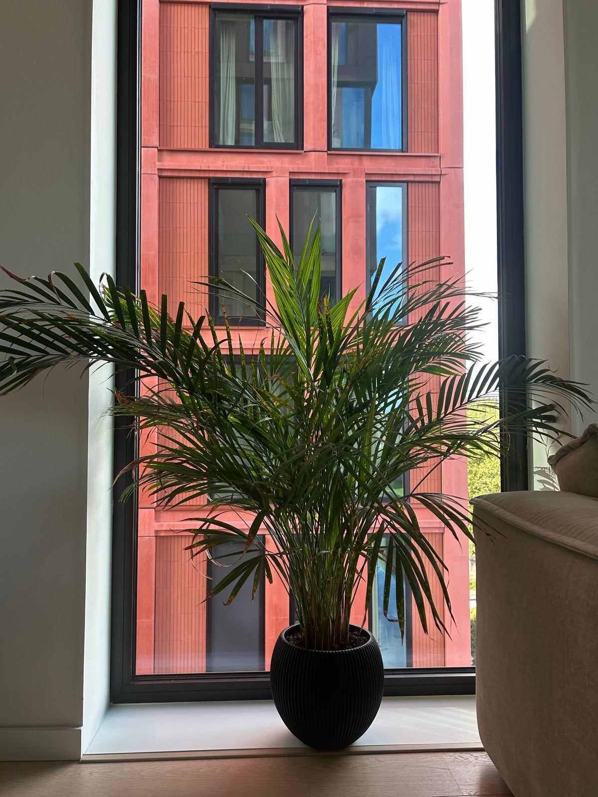 Grote Areca Palm - Ideaal voor binnen, Ophalen, 100 tot 150 cm, Palm, Halfschaduw