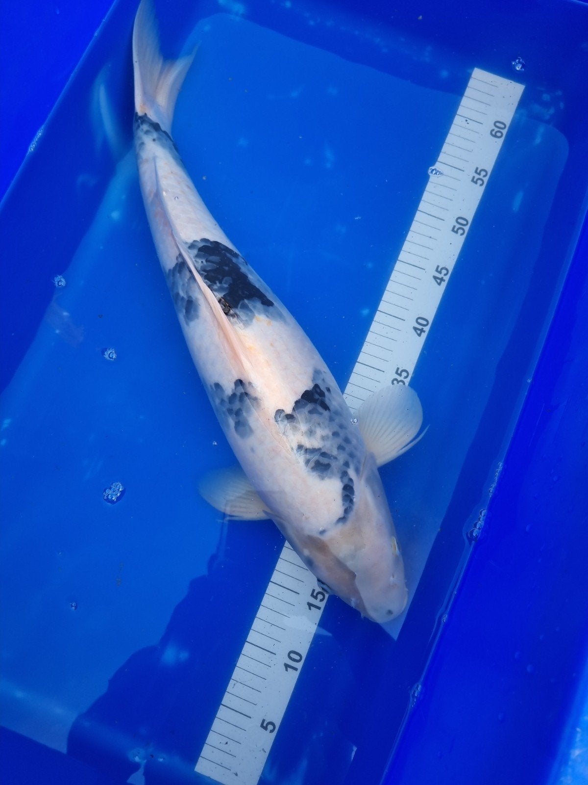 te koop Shiro Utsuri 3 jaar ongeveer 58 cm, Karper of Koi