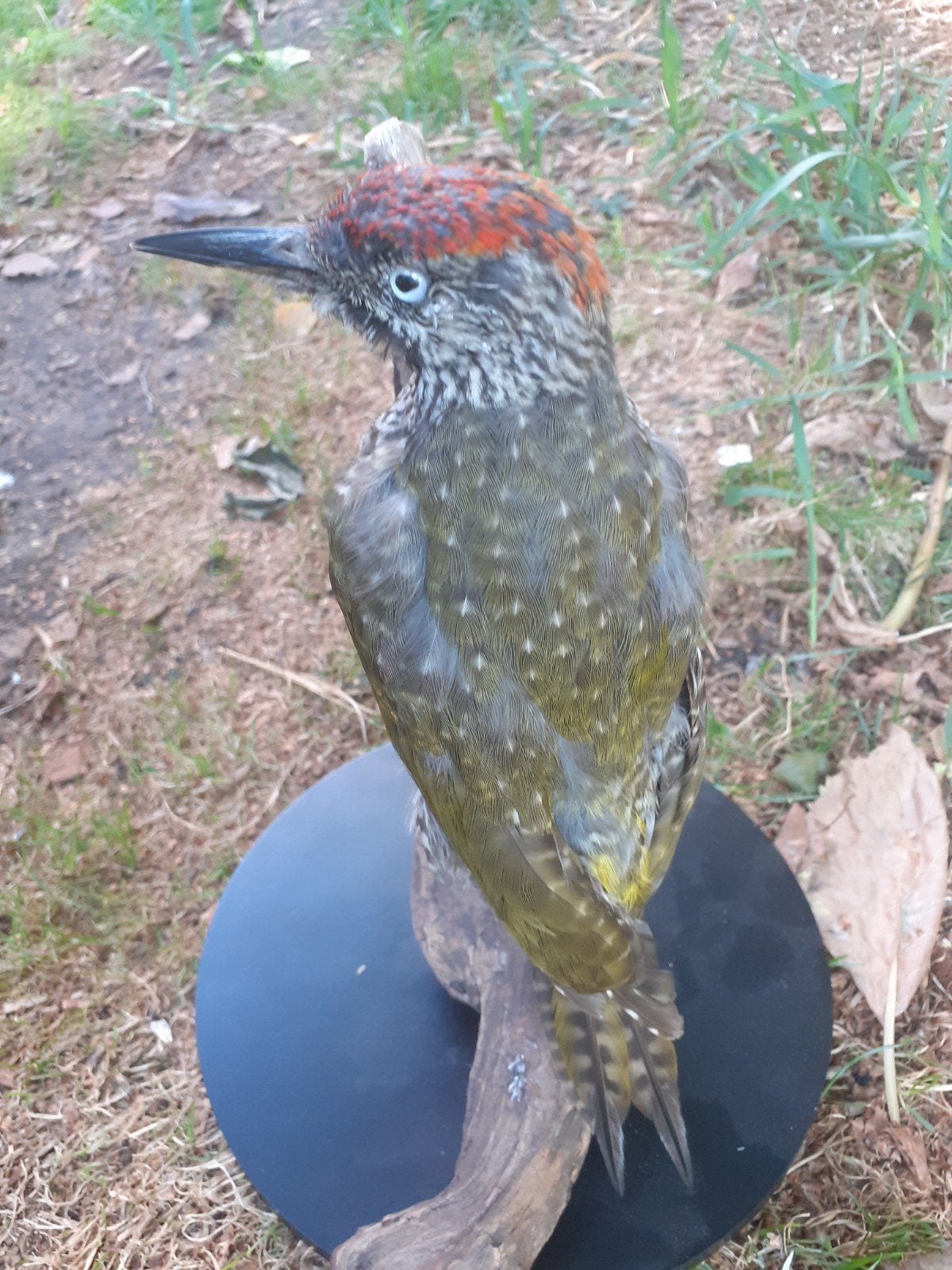 Prachtige recent opgezet Iberische Groene Specht,Taxidermie, Ophalen of Verzenden, Nieuw, Vogel, Opgezet dier
