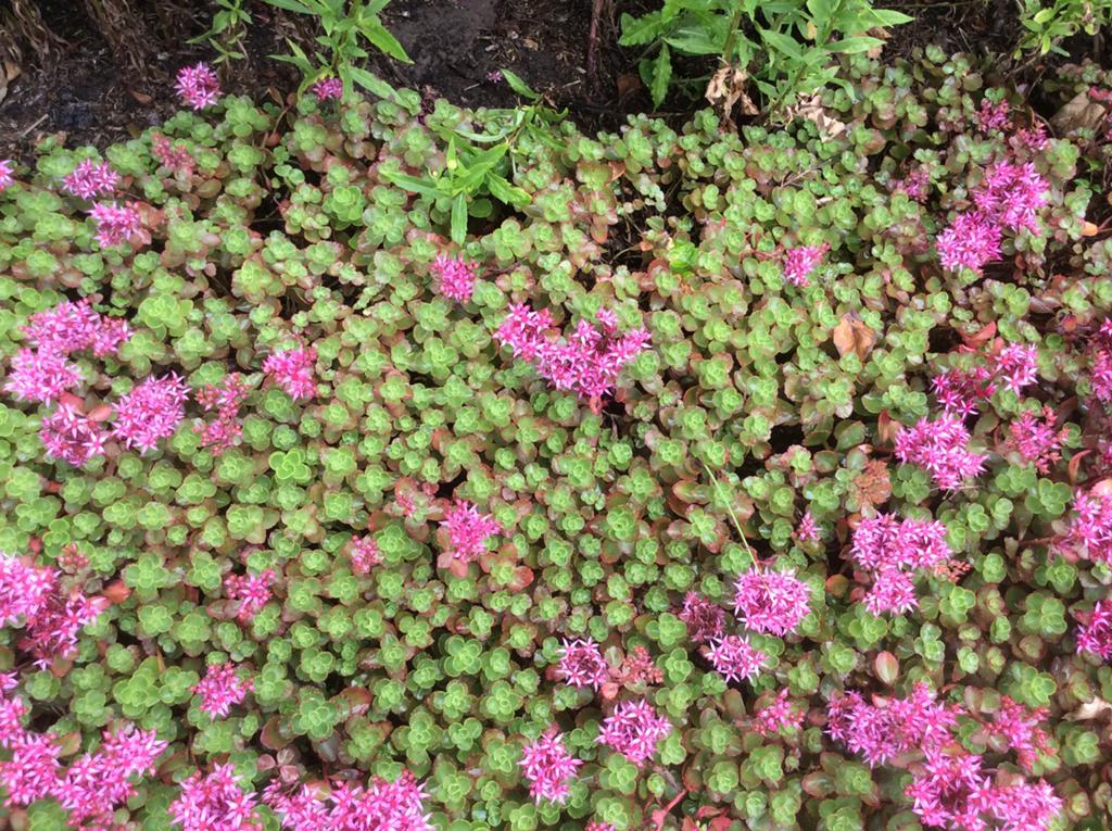 Roze Sedum Bodembedekker - Winterhard & Onderhoudsvriendelij, Tuin en Terras, Planten | Tuinplanten, Ophalen, Bodembedekkers, Volle zon