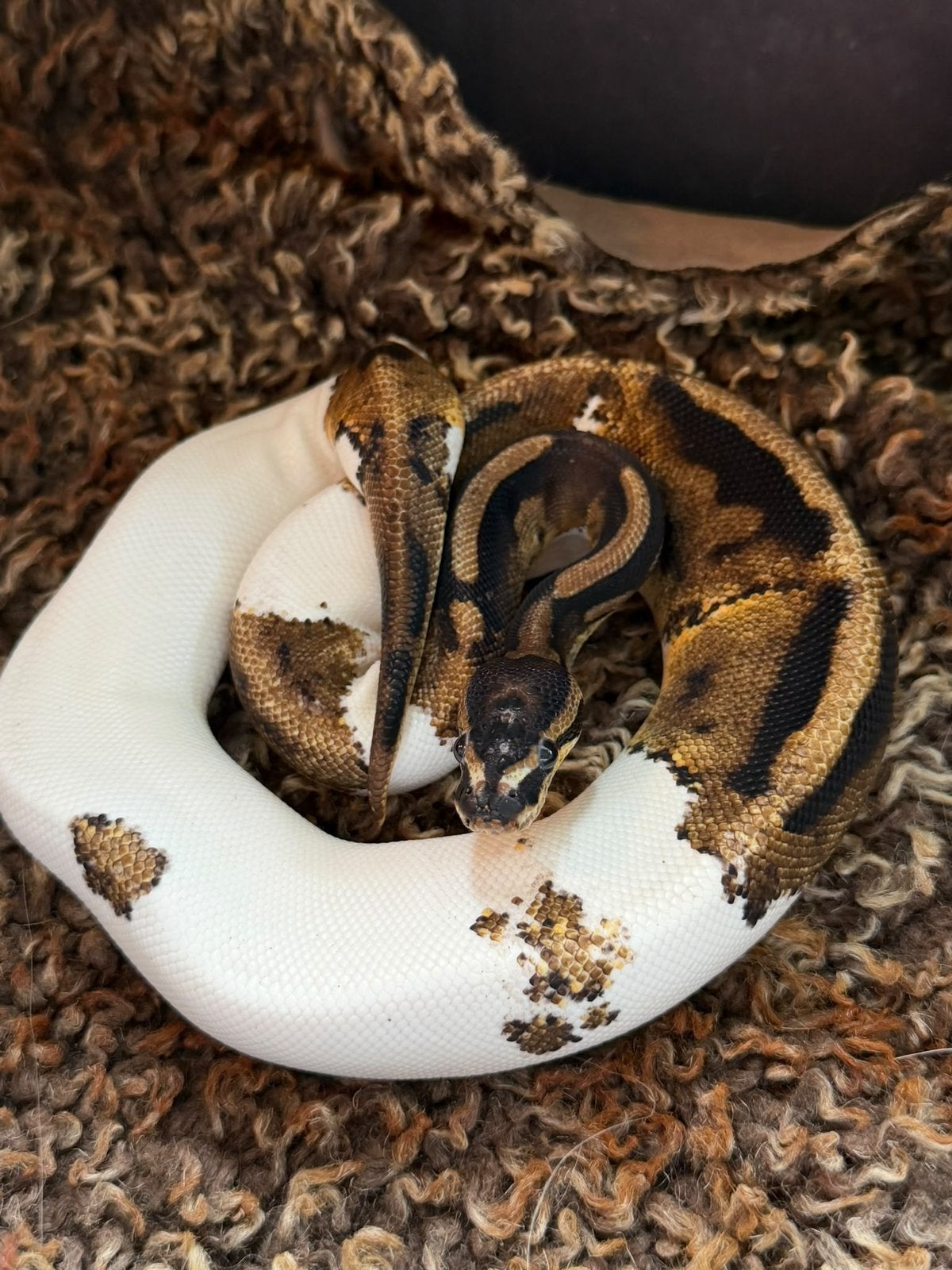 1.0 Scaleless head piebald, Dieren en Toebehoren, Slang, 0 tot 2 jaar