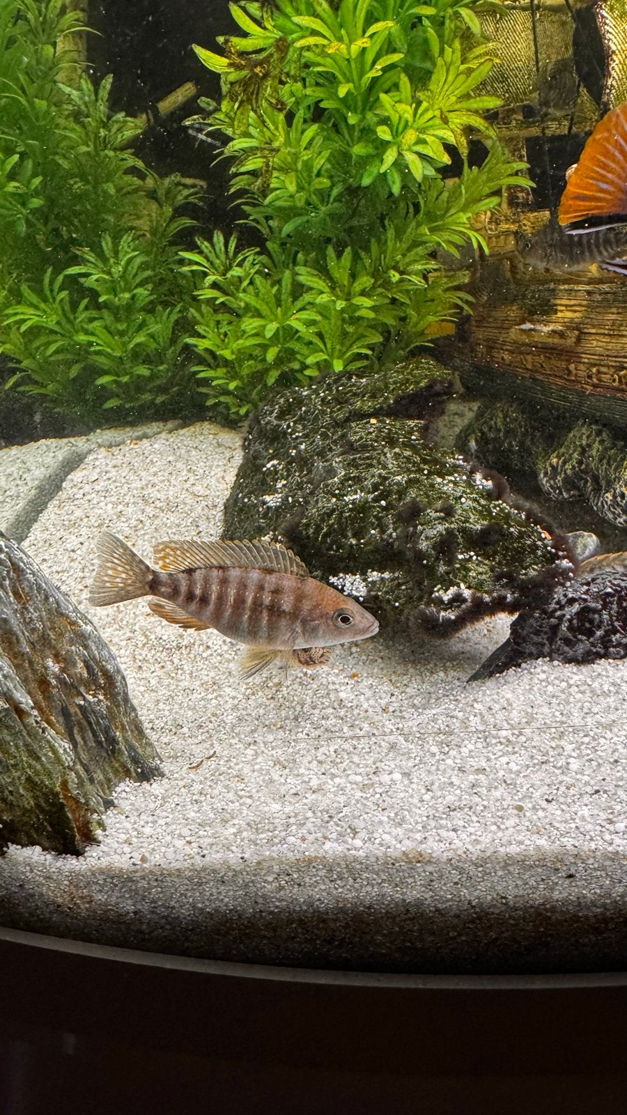 Malawi cichliden, Dieren en Toebehoren, Vissen | Aquariumvissen, Vis