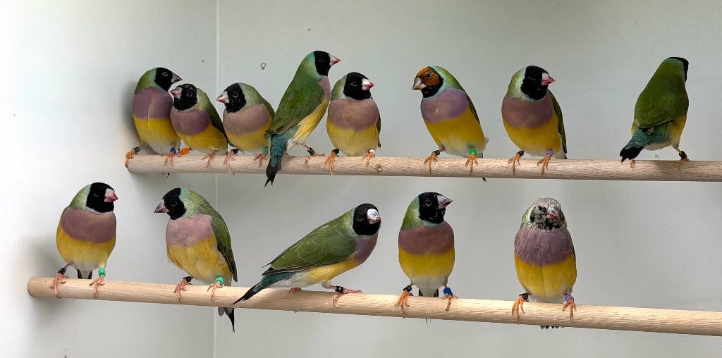 Gouldamadines wildkleur, blauw en split voor blauw, Meerdere dieren, Tropenvogel, Geringd