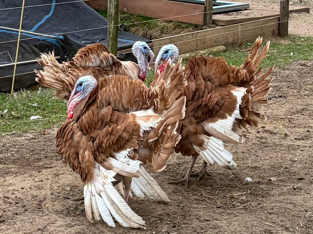 Kalkoen haan, Dieren en Toebehoren, Mannelijk, Kalkoen
