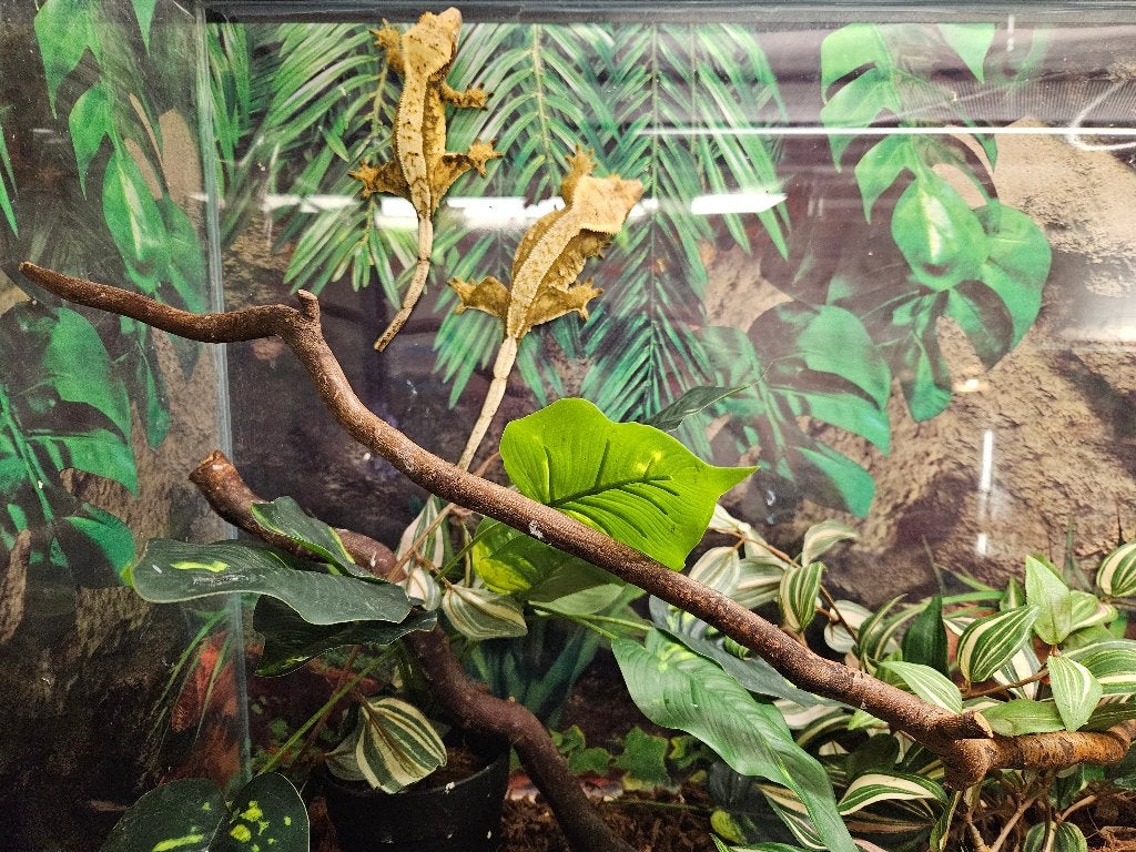 Correlophus ciliatus Wimpergekko's Crested Gecko photo 8