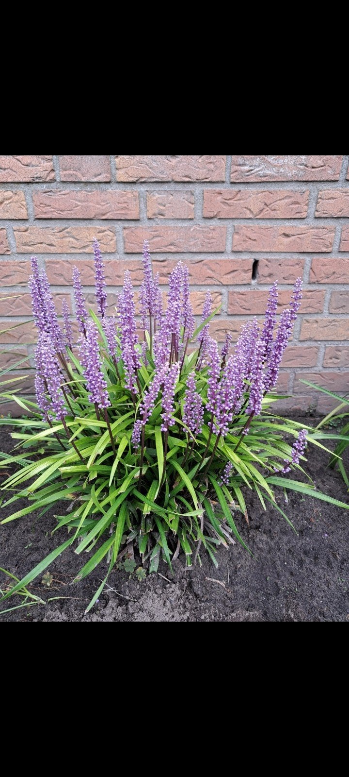 Paarse en witte Liriope grassen, Tuin en Terras, Planten | Tuinplanten, Ophalen, Volle zon, Vaste plant, Siergrassen