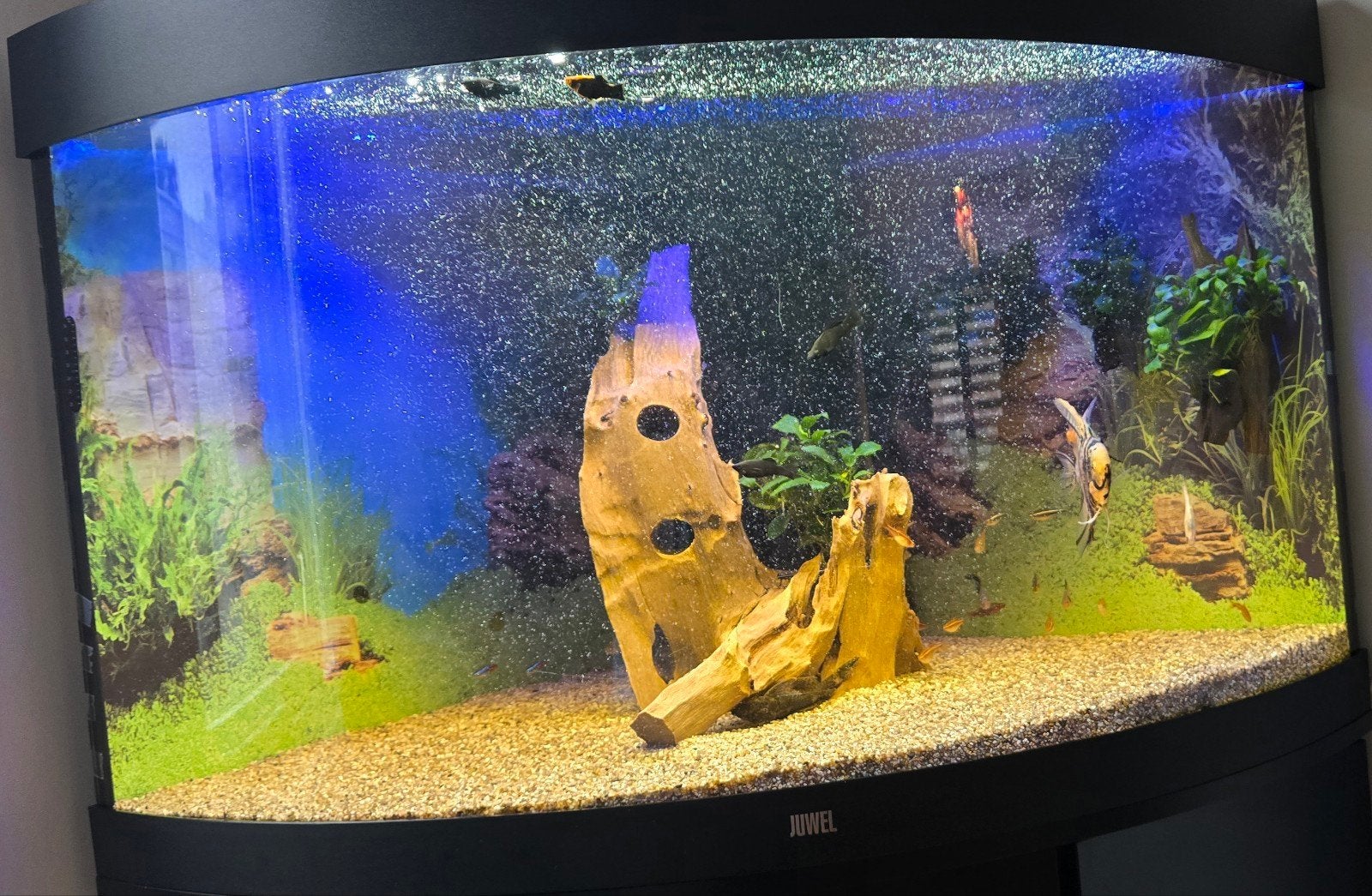 Juwel Trigon 190 hoek Aquarium, Dieren en Toebehoren, Ophalen, Gebruikt, Inclusief vissen, Gevuld zoetwateraquarium