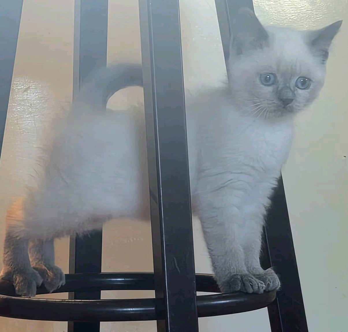 Blue Point Britse korthaar kitten, kater, Kater, Ontwormd, 0 tot 2 jaar