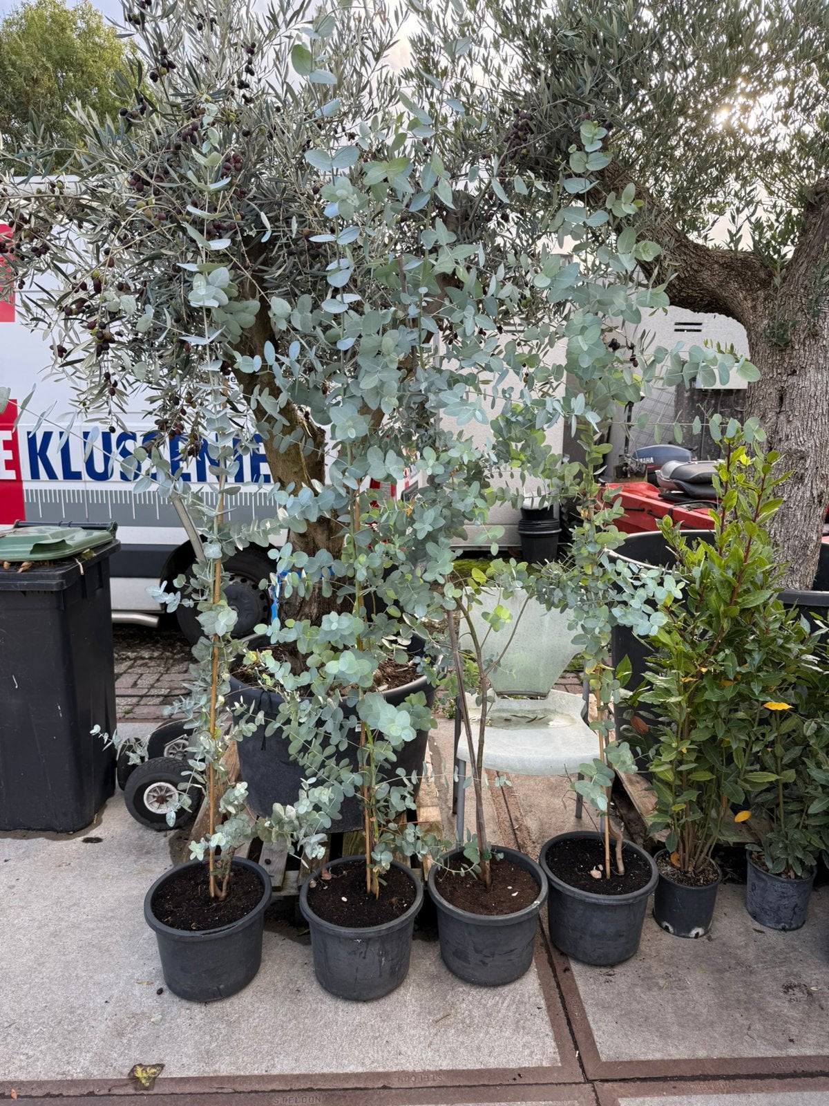 Eucalyptus lange planten 150/195  grote pot winterhard, Tuin en Terras, Volle zon, Vaste plant, Bloeit niet, Ophalen