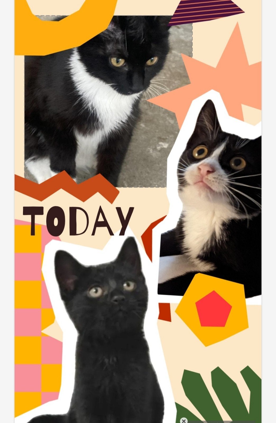 3 mooie tuxedo kittens en 1 zwarte. Meiden, Poes, Kortharig, 0 tot 2 jaar