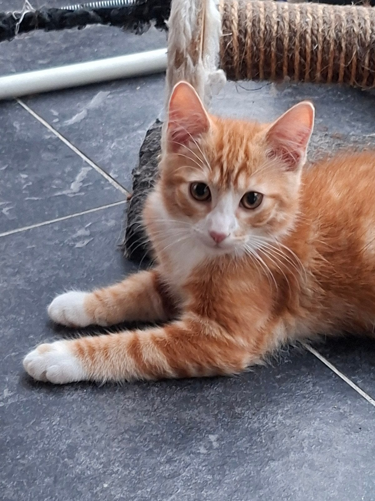 Heel mooi katertje! Mag opgehaald worden!, Kater
