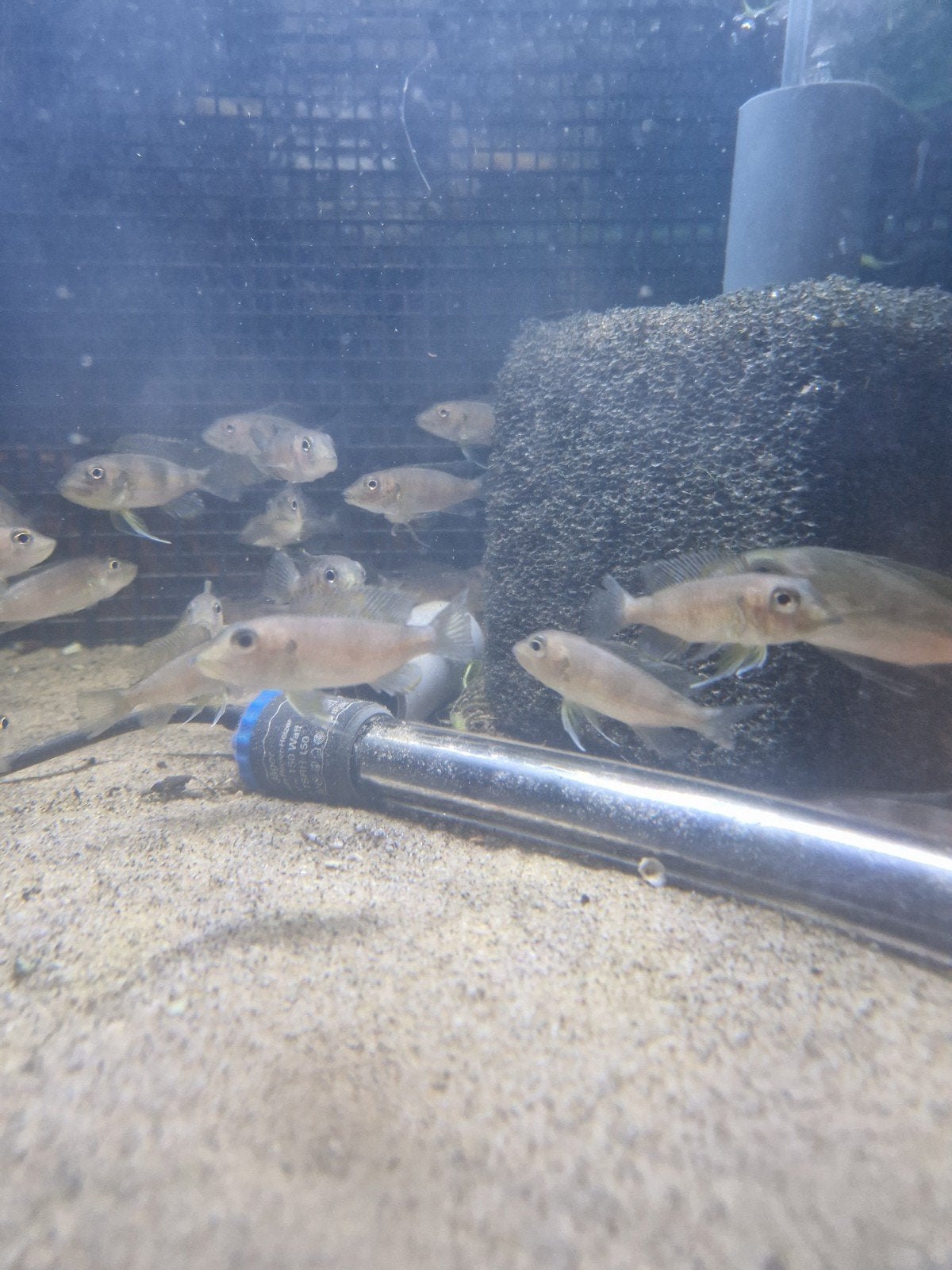 Tanganyika cichliden, Vis