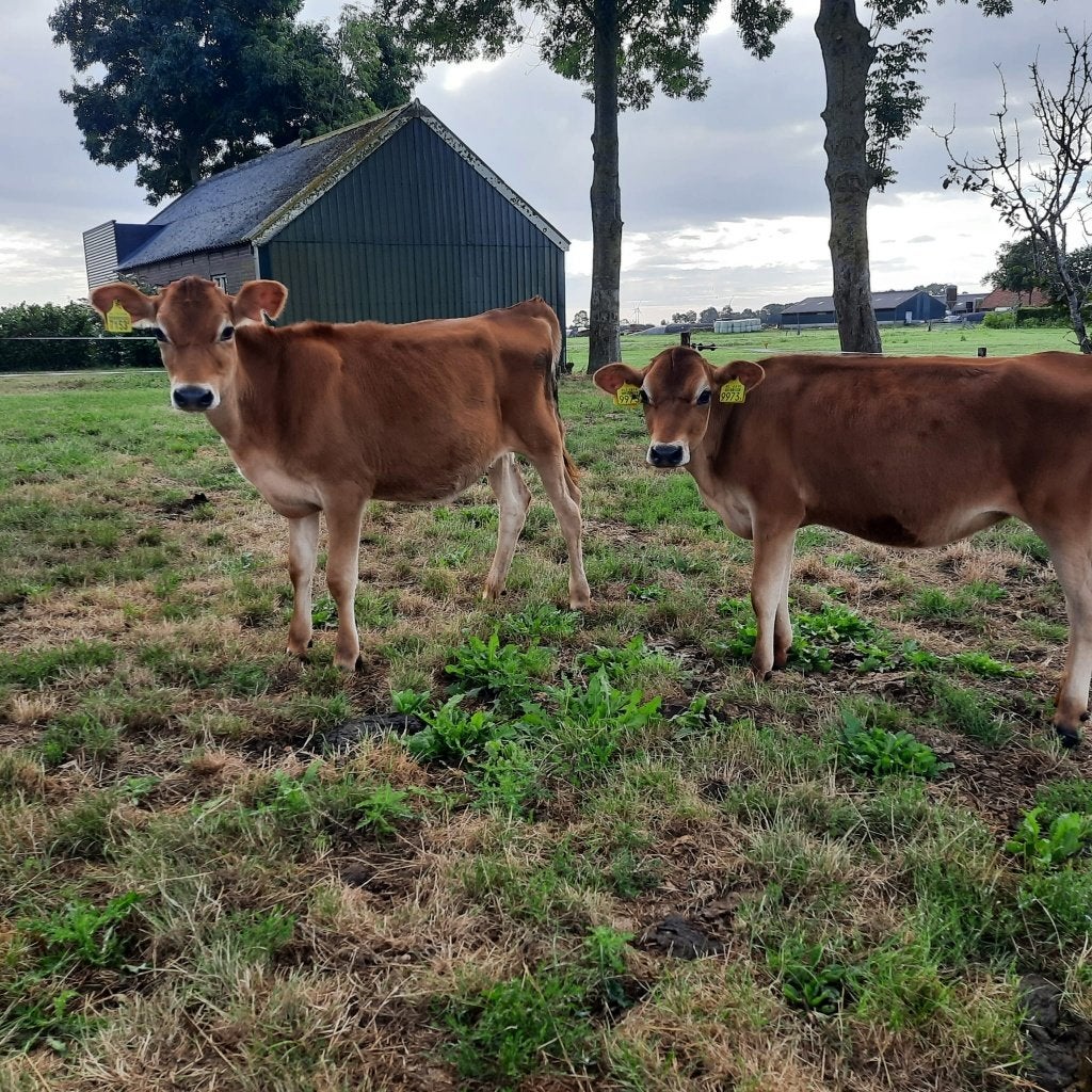 2 st Jersey Vaarskalveren weide gewend prachtig mooie dieren, Vrouwelijk, 0 tot 2 jaar