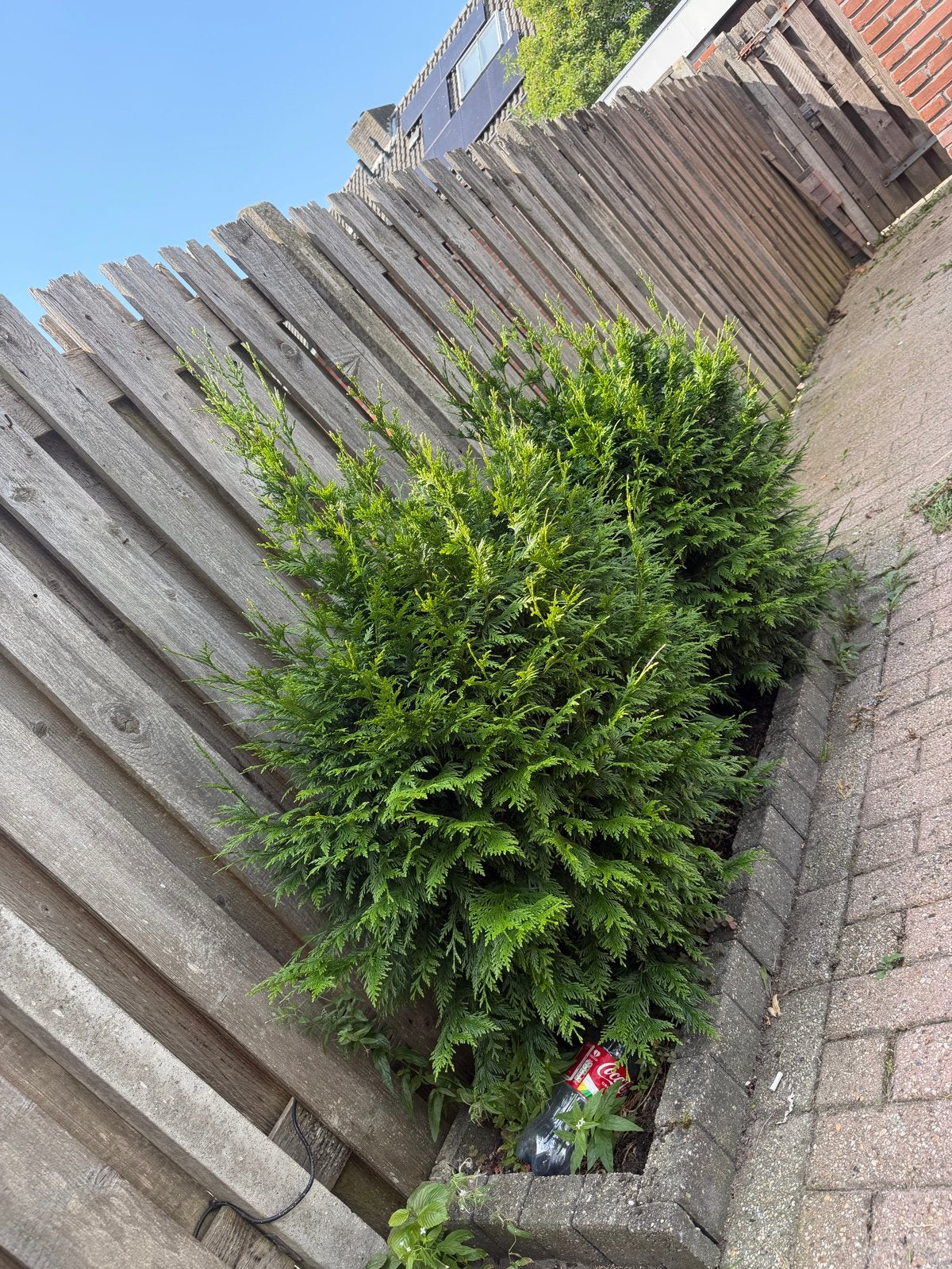 Groene coniferen 2x gratis, Ophalen, Bloeit niet, Halfschaduw, Overige soorten