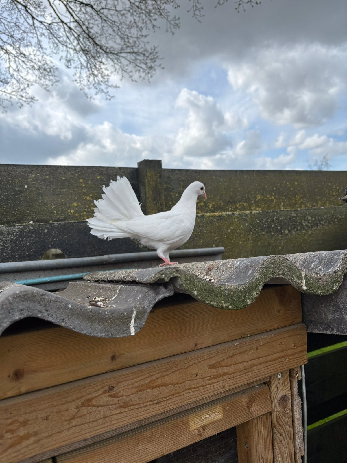 Te Koop pauwstaard witte duifjes, Dieren en Toebehoren, Geslacht onbekend
