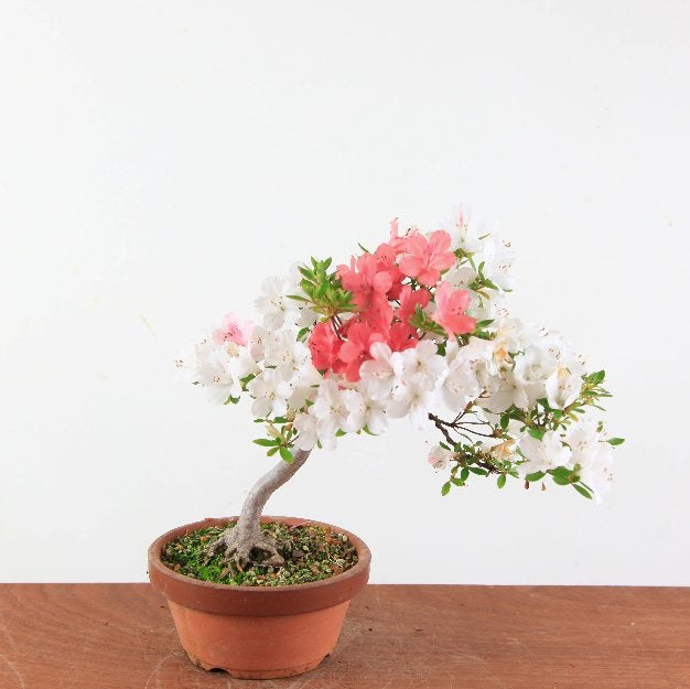Bonsai Azalea satsuki, In pot, Halfschaduw, Lente, Minder dan 100 cm