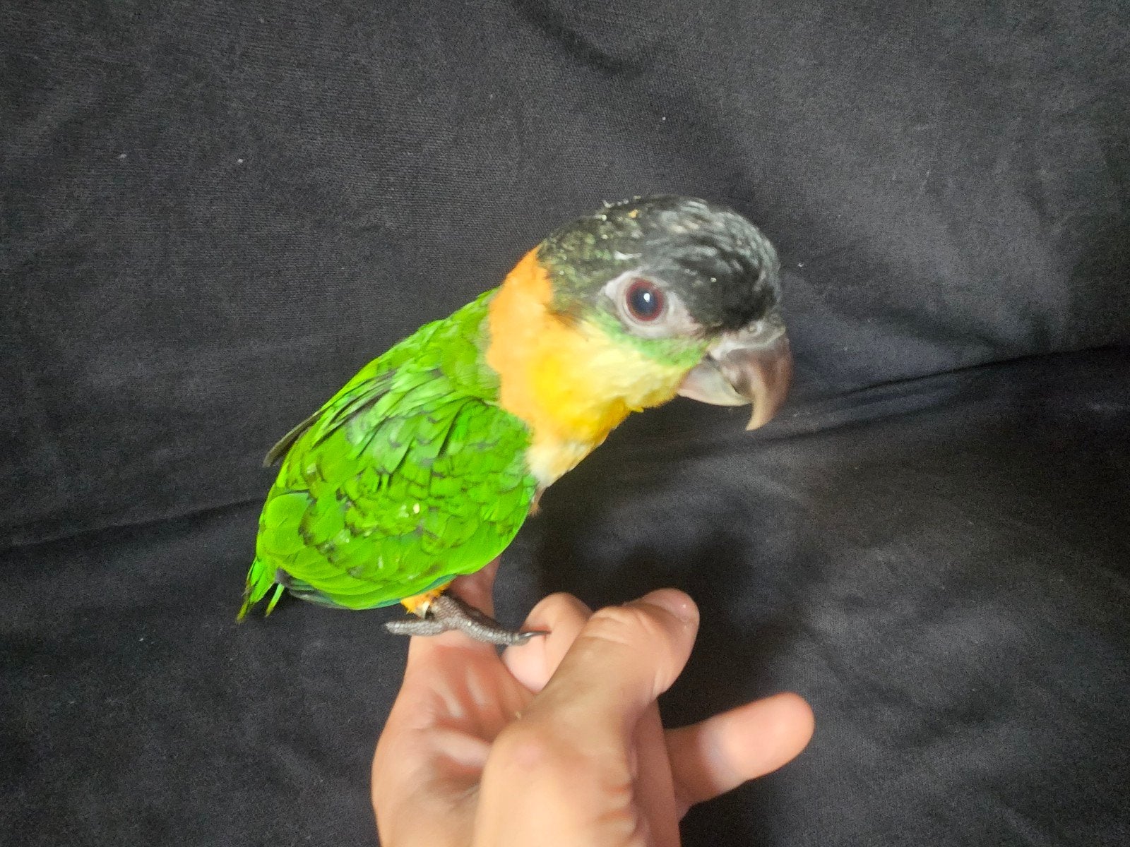 Te koop: 2 Zwartkop Caiques (11 weken oud), Meerdere dieren, Papegaai, Geringd