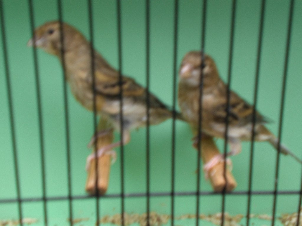 kanarie,s 2026, Meerdere dieren, Kleurkanarie