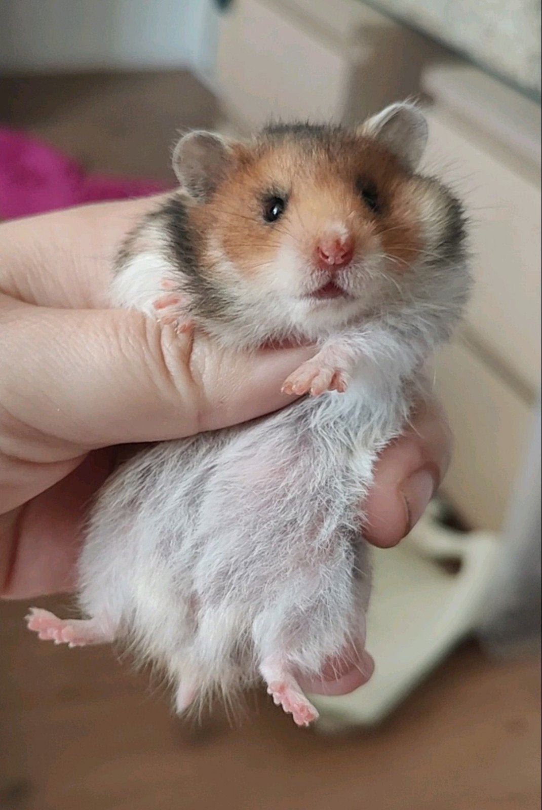 Lief baby Syrisch hamster vrouwtje, Hamster, Juli, Vrouwelijk, Tam