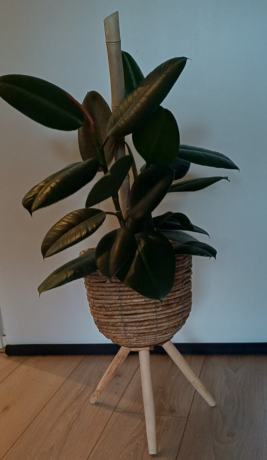 verschillende grote kamerplanten in pot, Ophalen, In pot, Halfschaduw, Minder dan 100 cm