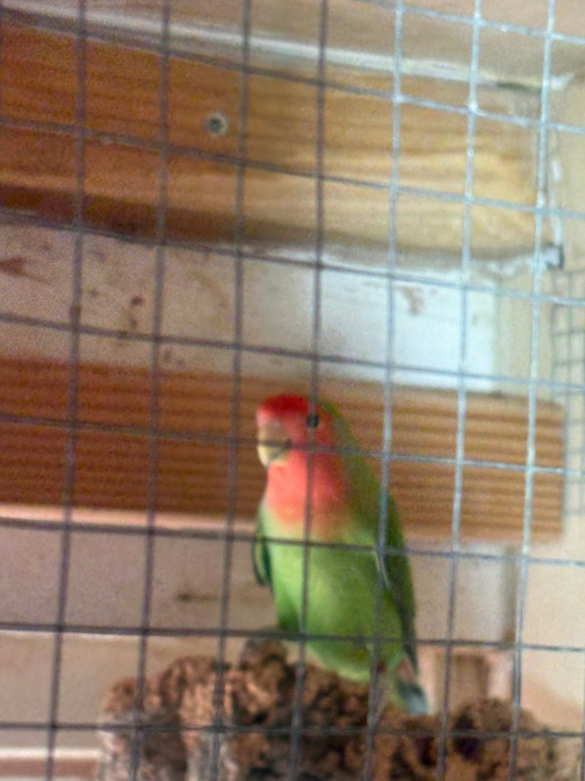 Dwerg papegaaien, Meerdere dieren, Dwergpapegaai of Agapornis